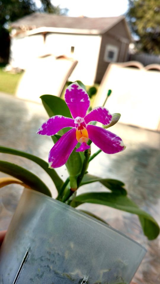 Phal pulchra photo