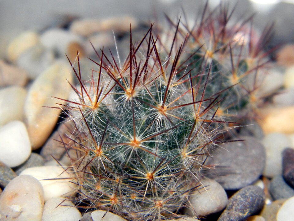 Green needles plants