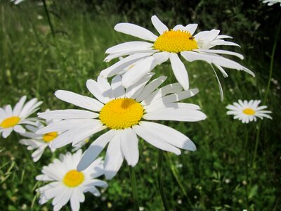 Blossom flora wildflower