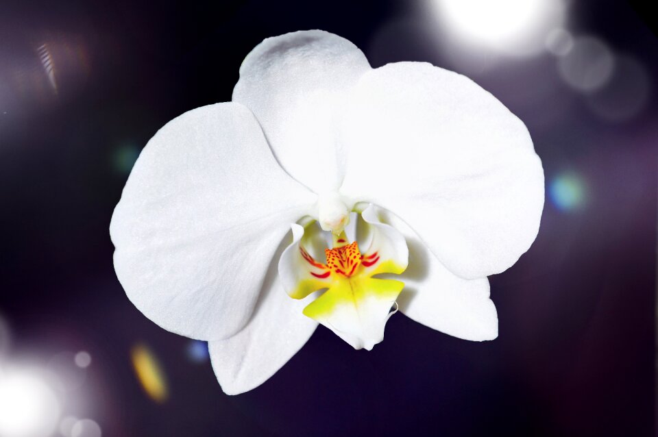 Bloom white plant