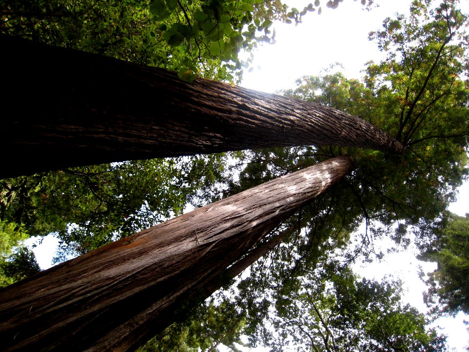 Giants of Muir Woods