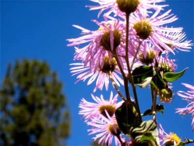 Petals Overhead
