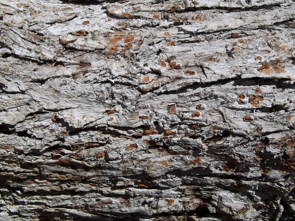 Tree bark tree bark texture tree trunk