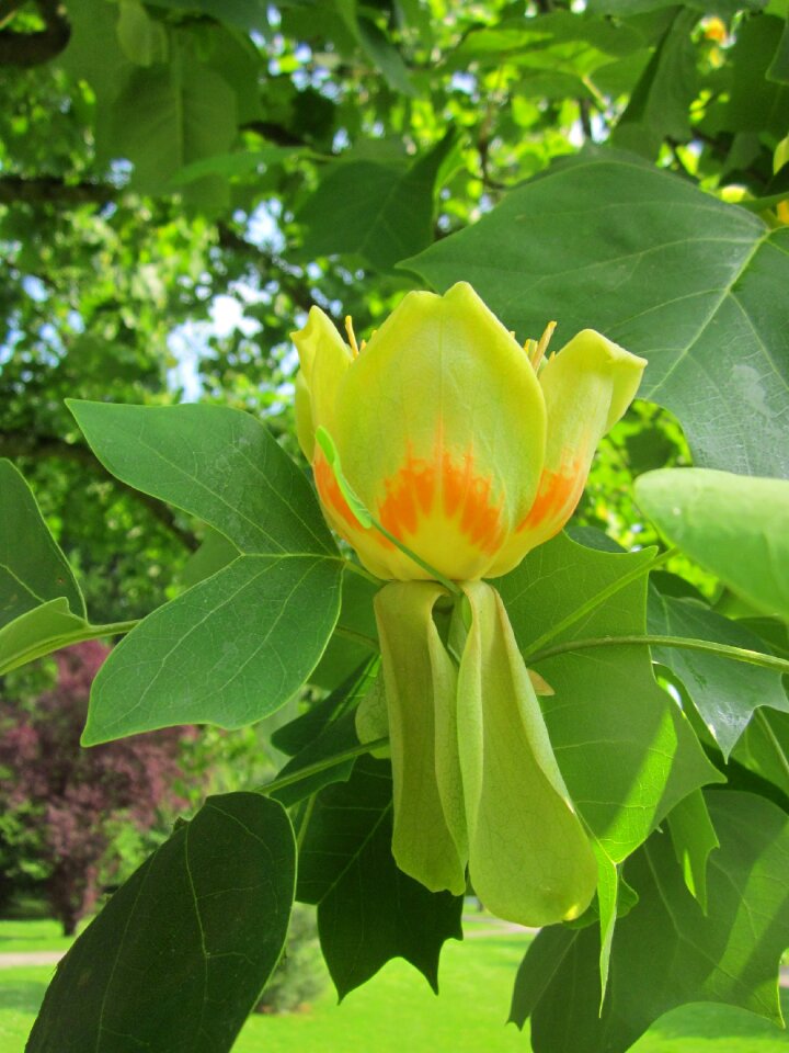 Tuliptree tulip poplar whitewood
