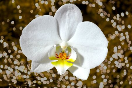 Bloom plant white