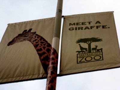 Meet a Giraffe? photo
