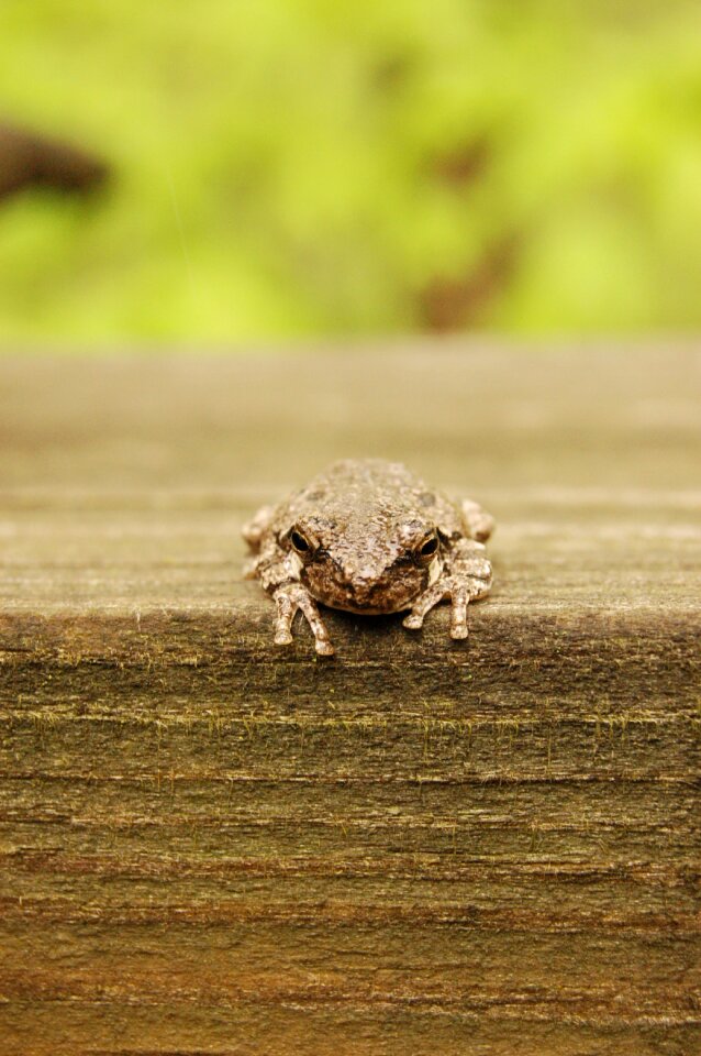 Nature animal amphibian