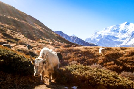 Yak Land