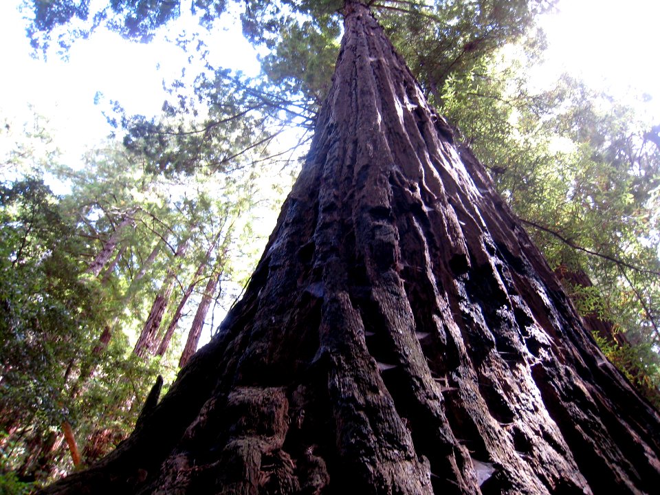 Giants of Muir Woods
