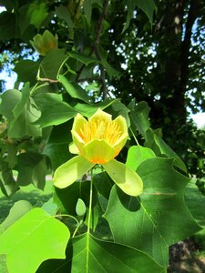 Tuliptree tulip poplar whitewood