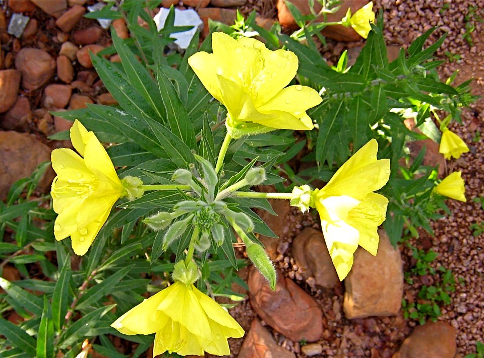 Flower Quadrant