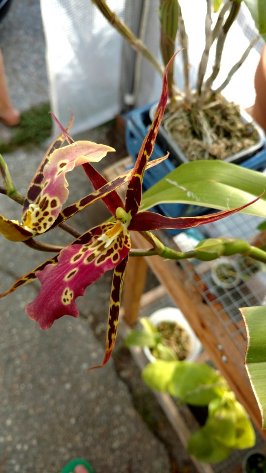 Miltassia Shelob "okika" variegated foliage