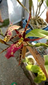 Miltassia Shelob "okika" variegated foliage