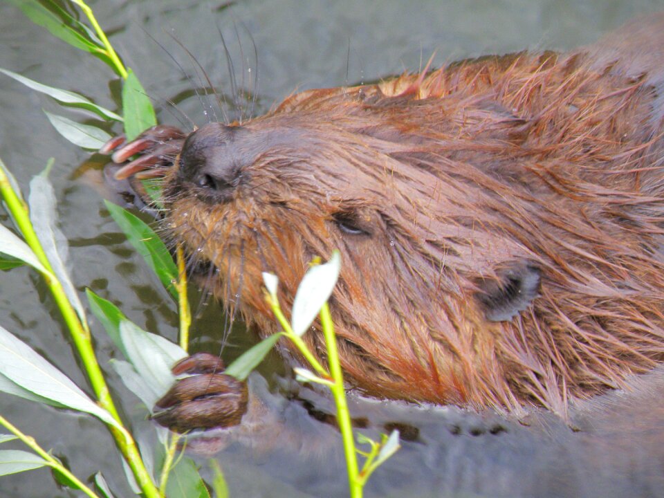 Beaver rodent animal