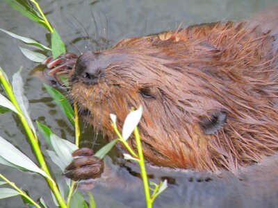 Beaver rodent animal