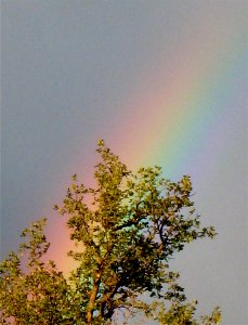 Rainbow Through Tree