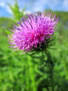 Plumeless thistle wildflower macro