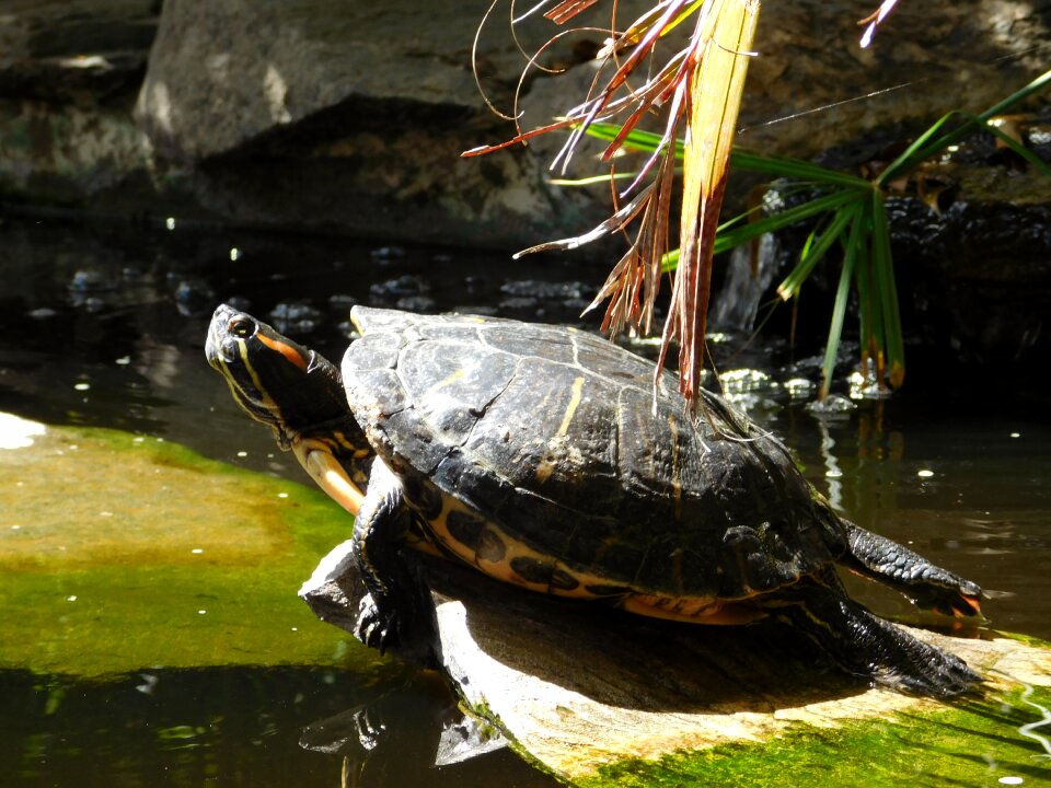 Nature shell tortoise