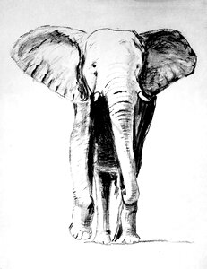 Carbon pencil painting