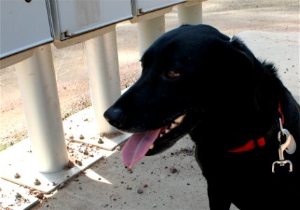 Cadu Wants Mail