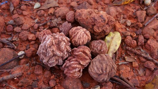 Nature oklahoma the stone roses