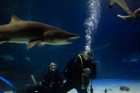 Sharks underwater diving