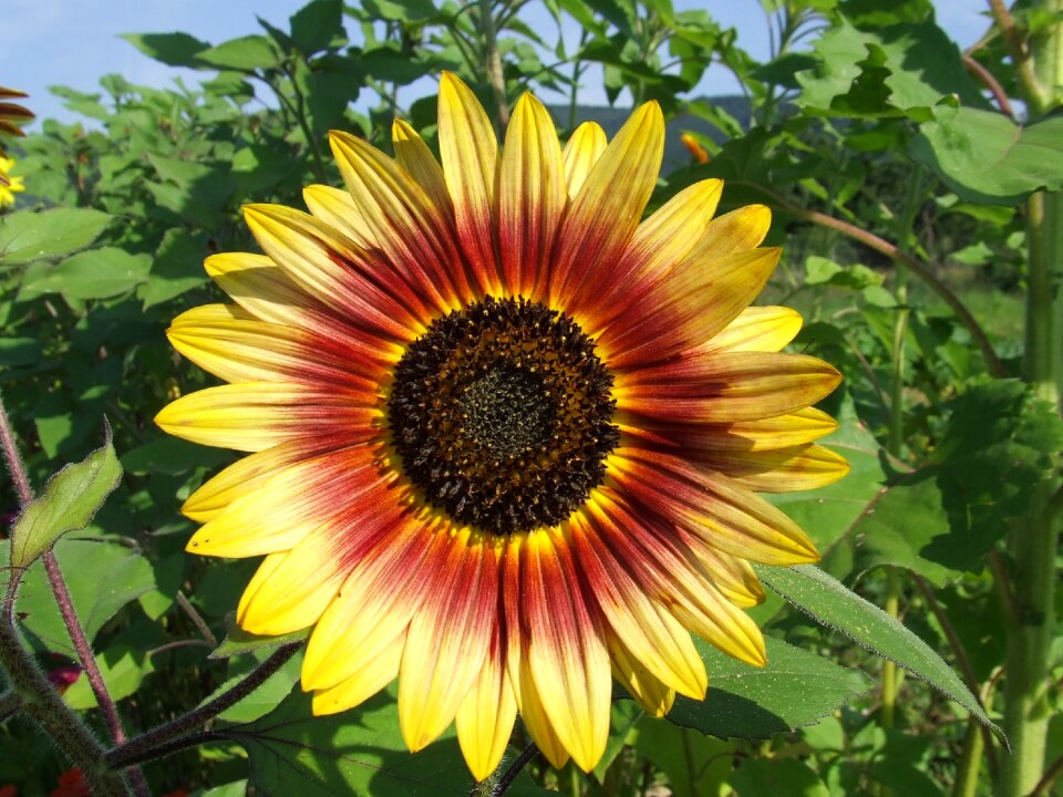 Flower color yellow