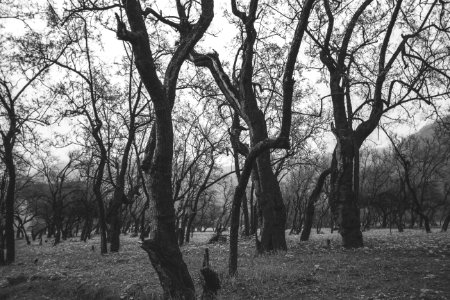 Black Forest