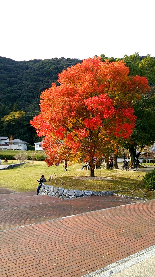 Kikko Park