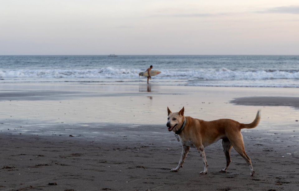 Beach boys