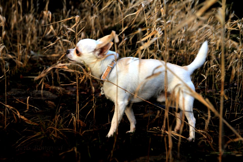 Snoopy in the weeds