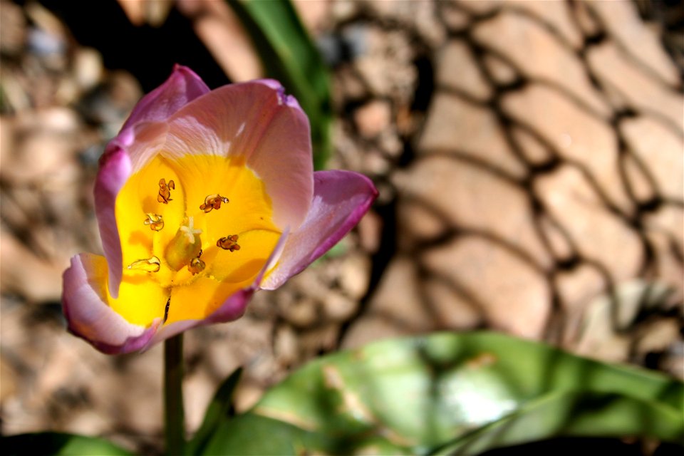The Inner Lives of Tulips