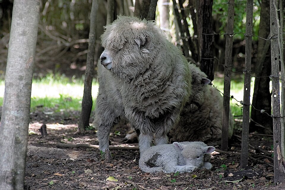 Nature animal argentina