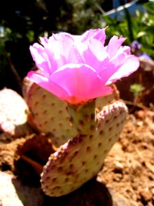 Rogue Cactus