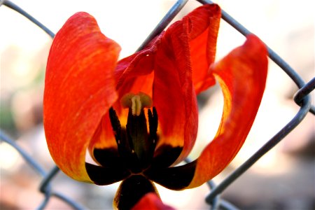 Tulip Exposed