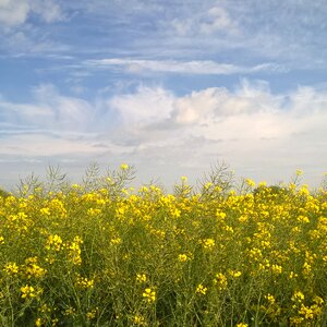 Yellow field pasture