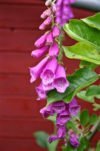 Blossom bloom garden larkspur