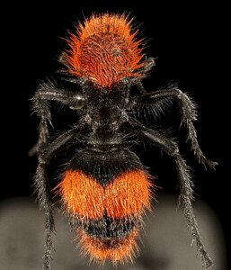 Insect macro overview