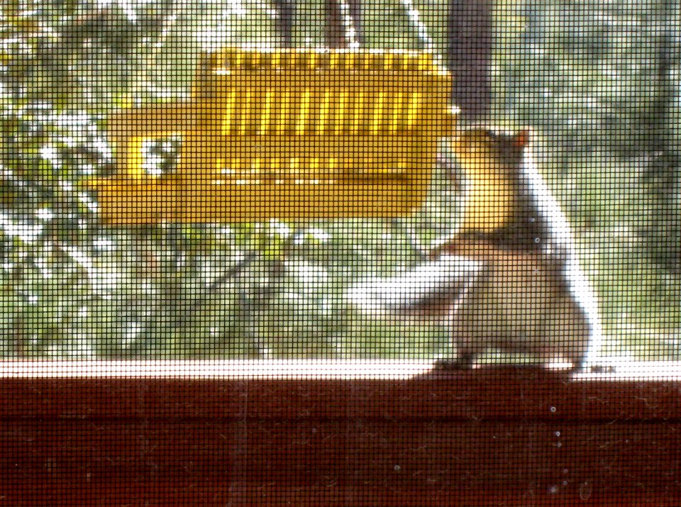 Screening For Squirrels
