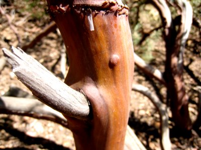 Manzanita