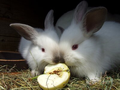 Animal fur eat