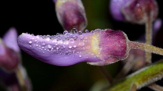 Flower bud drops