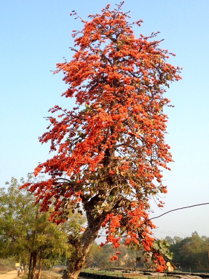 Flame of the forest