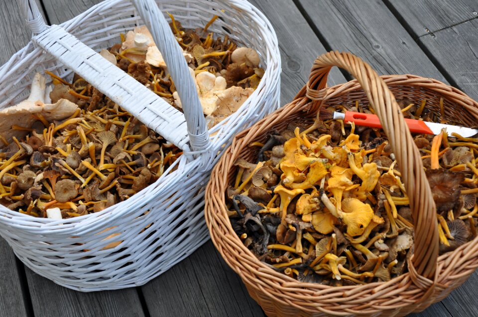 Chanterelle mushrooms autumn mushrooms mushroom knife