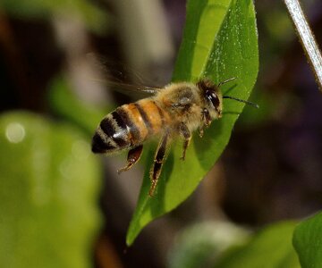 Insects apis flight