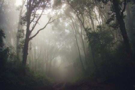 Misty Forest photo