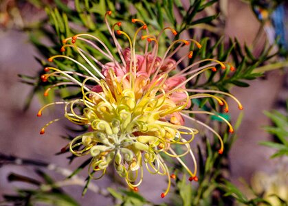 Australia native pink