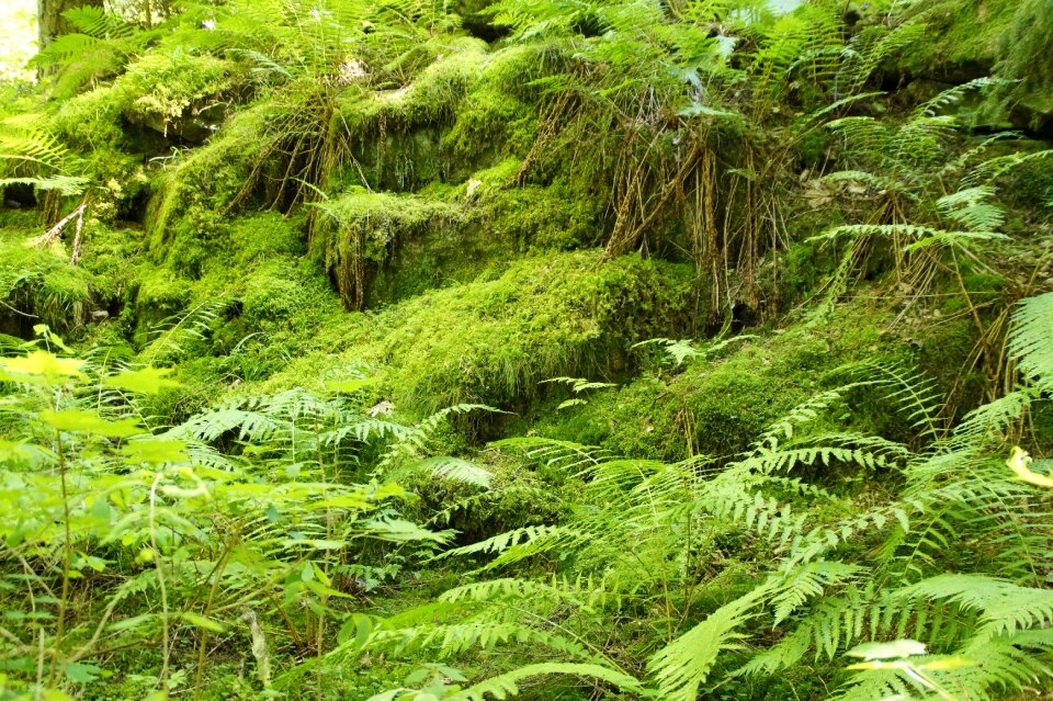 Fouling forest floor mystical