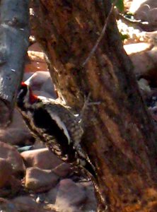 Acorn Woodpecker