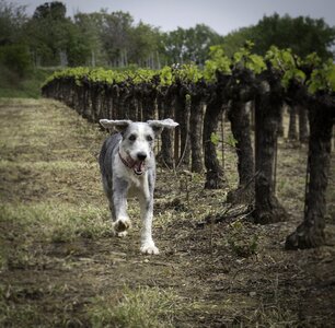 Country vineyard animal photo